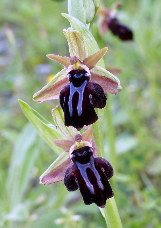 Orchidee di Creta: tra mitologia, montagne e natura, marzo 2015
